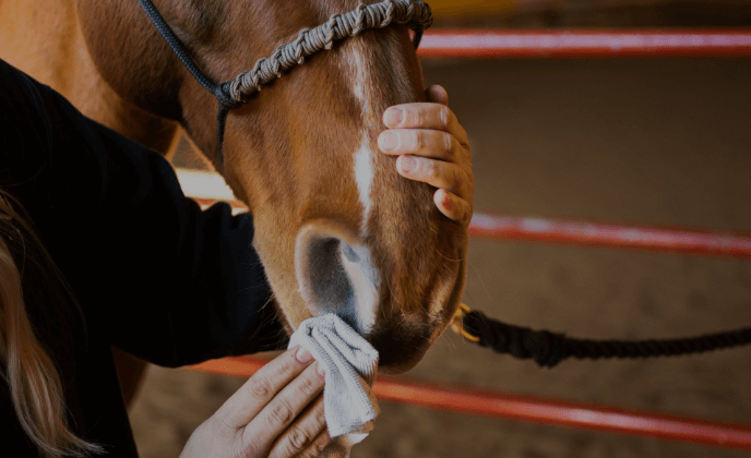 What are the basics of horse grooming and care?