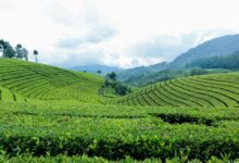 scaramouche s height for growth