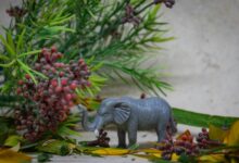 curious black model design