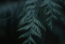 insightful name significance revealed