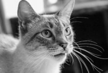 jason luv s true identity